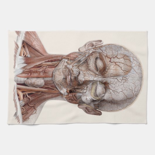 menselijke anatomiewetenschap, hoofd Throat Nose Theedoek (Horizontaal)