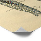 Menselijke Beenanatomie 1902  afdrukken Poster (Hoek)