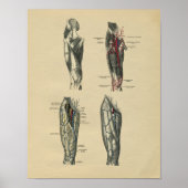 Menselijke Beenanatomie 1902  afdrukken Poster (Voorkant)