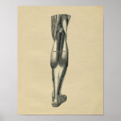 Menselijke Beenanatomie 1902  afdrukken Poster (Voorkant)