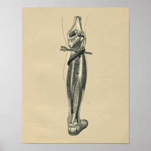 Menselijke Beenanatomie 1902  afdrukken Poster