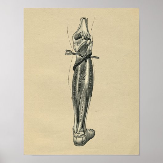 Menselijke Beenanatomie 1902  afdrukken Poster (Voorkant)