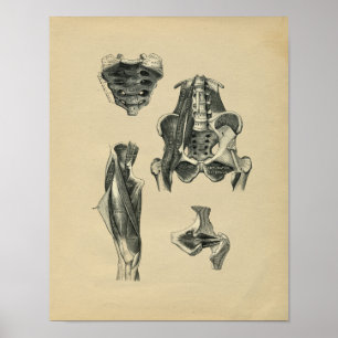 Menselijke bekken Been Anatomy 1902 Print