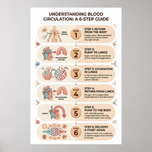 Menselijke Bloedsomloop: Een 6-staps Educatief Poster (Voorkant)