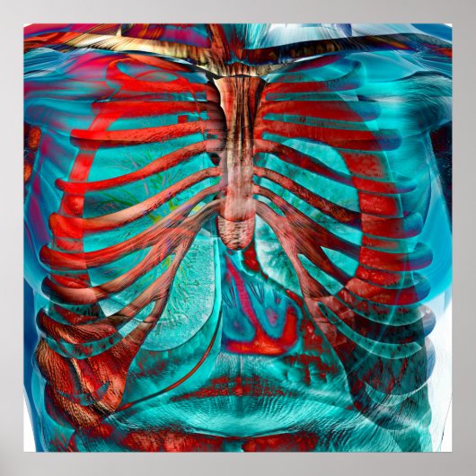 Menselijke borstkas poster (Voorkant)