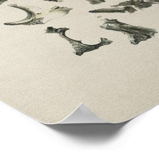 Menselijke Botten Anatomie  Afdrukken Poster (Hoek)