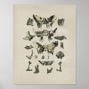 Menselijke Botten Anatomie  Afdrukken Poster