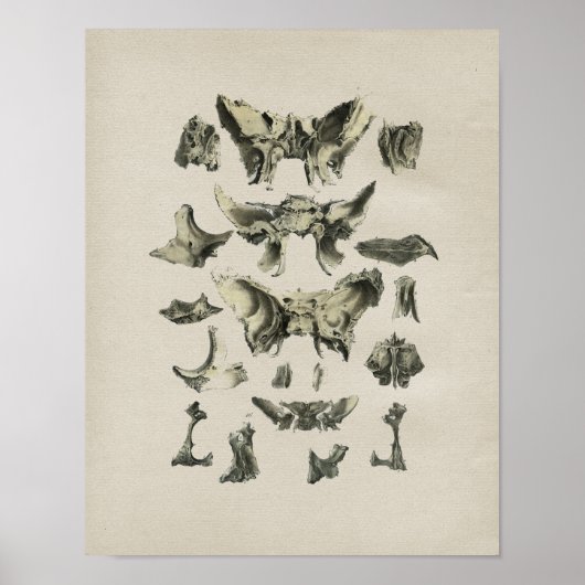 Menselijke Botten Anatomie  Afdrukken Poster (Voorkant)