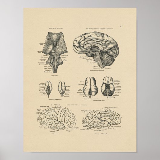  menselijke brein Anatomy 1880 Afdruk Poster (Voorkant)