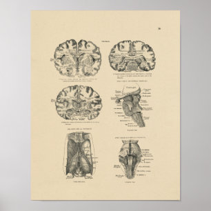 menselijke brein Anatomy 1880 Afdruk Poster