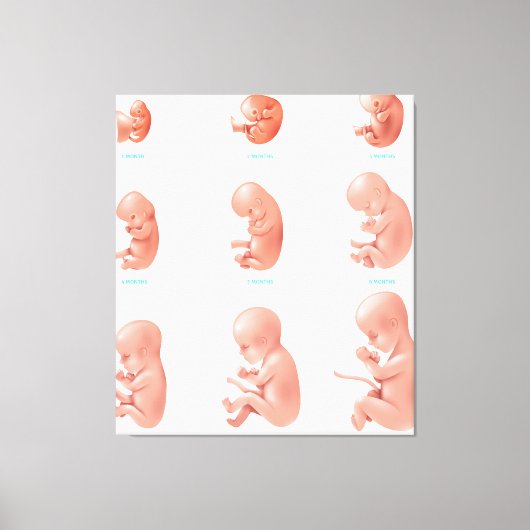 Menselijke foetus canvas afdruk (Voorkant)