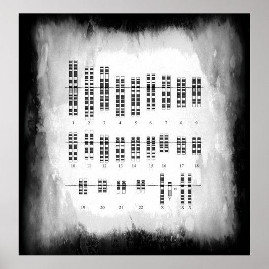 MENSELIJKE GENETISCHE VARIATIE - KARYOTYPE POSTER (Voorkant)