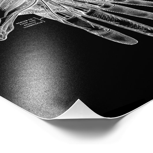 Menselijke handanatomie in zwart-wit afdrukken foto afdruk (Hoek)