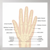 Menselijke handanatomie poster (Voorkant)