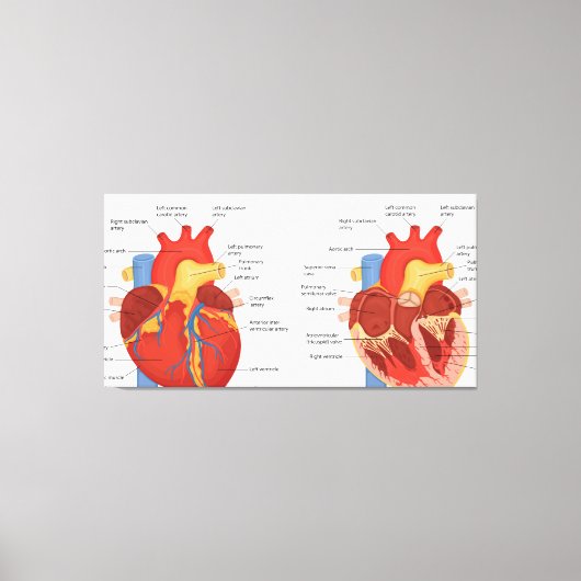 Menselijke hart anatomie canvas afdruk (Voorkant)