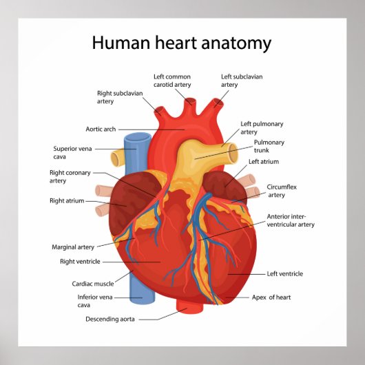 Menselijke hart anatomie poster (Voorkant)