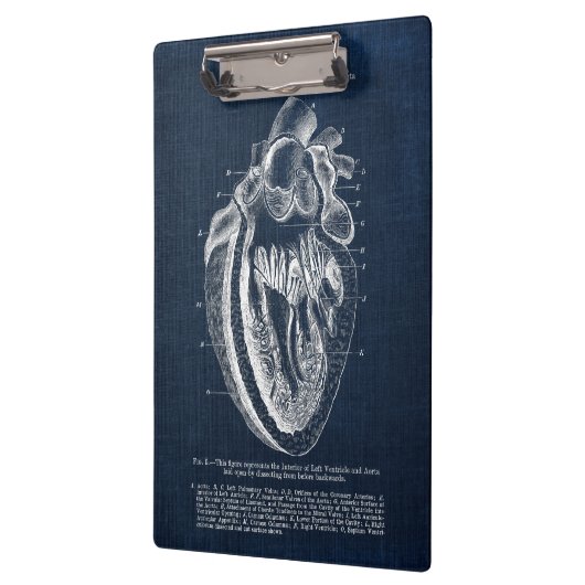 Menselijke hartanatomie Binnenste Uitzicht Klembord (Links)