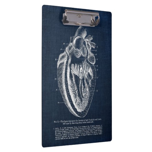 Menselijke hartanatomie Binnenste Uitzicht Klembord (Rechts)