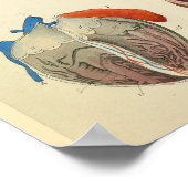 Menselijke hartkunst  anatomiekunst Afdrukken Poster (Hoek)