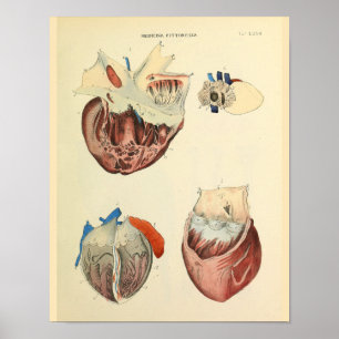 Menselijke hartkunst anatomiekunst Afdrukken Poster