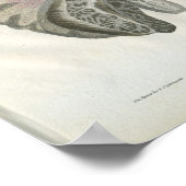 Menselijke hersenanatomie Afdrukken Poster (Hoek)