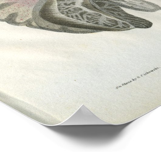 Menselijke hersenanatomie Afdrukken Poster (Hoek)