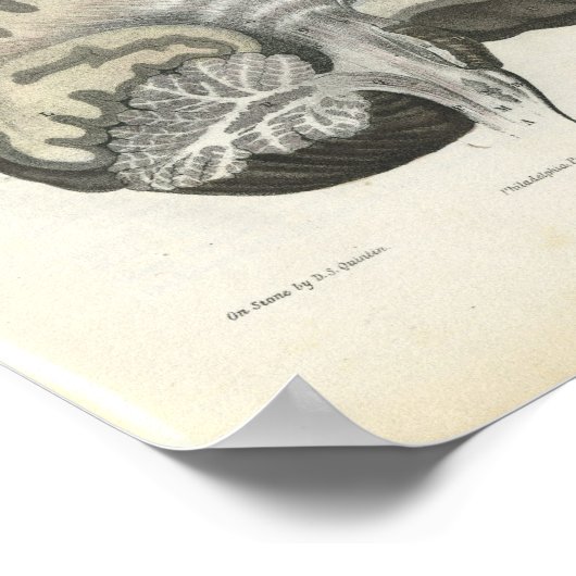 Menselijke hersenanatomie Afdrukken Poster (Hoek)