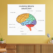 Menselijke hersenanatomie canvas afdruk (Insitu (Woonkamer))