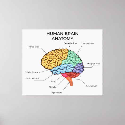 Menselijke hersenanatomie canvas afdruk (Voorkant)