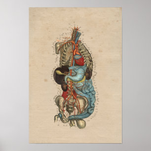 Menselijke interne arterieanatomie 1841 Afdruk Poster