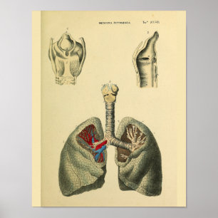 Menselijke Lungs Trachea Anatomie Art Print