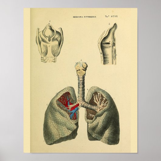 Menselijke Lungs Trachea Anatomie Art Print (Voorkant)