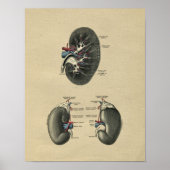 Menselijke nieranatomie 1902 afdrukken poster (Voorkant)