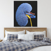 Menselijke niercirculatie canvas afdruk (Insitu (Slaapkamer))