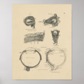 menselijke ogen Anatomie 1880 Afdruk Poster (Voorkant)