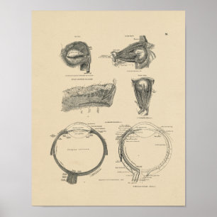 menselijke ogen Anatomie 1880 Afdruk Poster