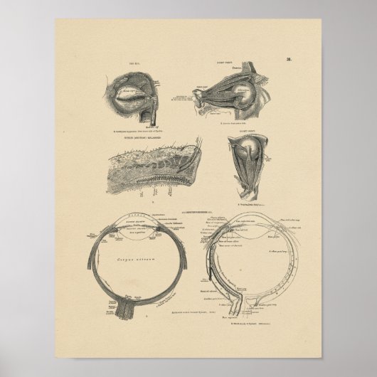  menselijke ogen Anatomie 1880 Afdruk Poster (Voorkant)