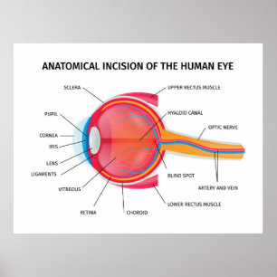 Menselijke oogbolanatomie poster