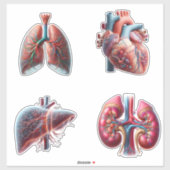 Menselijke organen 4 pak Stickers (Vel)