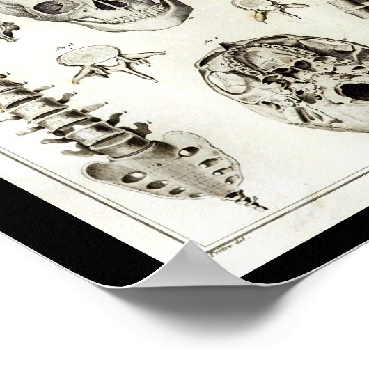 Menselijke ruggengraat schedel anatomie print (Hoek)