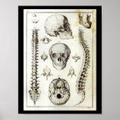 Menselijke ruggengraat schedel anatomie print (Voorkant)
