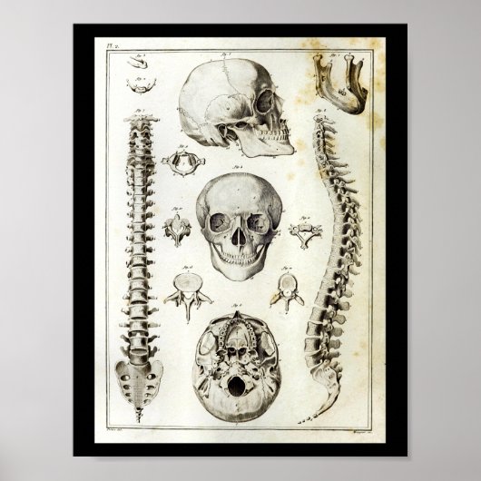 Menselijke ruggengraat schedel anatomie print (Voorkant)