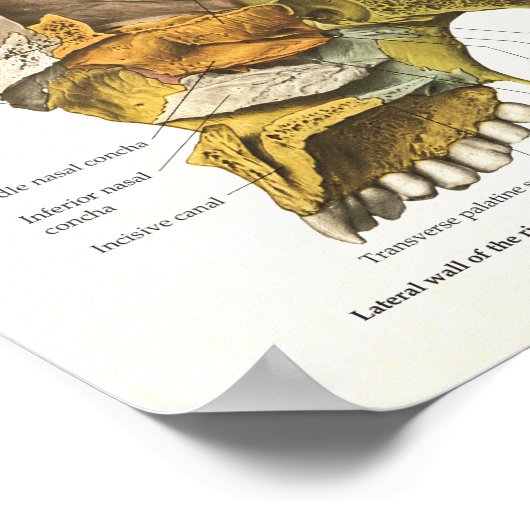 Menselijke schedel Anatomie Grafiek 24 x 36 Poster (Hoek)