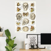 Menselijke schedel Anatomie Grafiek 24 x 36 Poster (Thuiskantoor)