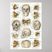 Menselijke schedel Anatomie Grafiek 24 x 36 Poster (Voorkant)