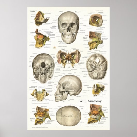 Menselijke schedel Anatomie Grafiek 24 x 36 Poster (Voorkant)