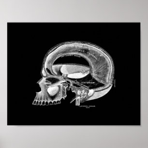 Menselijke schedel Anatomie in zwart-wit afdrukken Poster