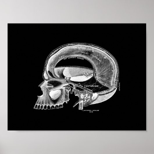 Menselijke schedel Anatomie in zwart-wit afdrukken Poster (Voorkant)