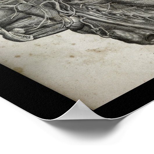 Menselijke schedel dwarsdoorsnede zenuwen Anatomie Poster (Hoek)