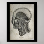 Menselijke schedel dwarsdoorsnede zenuwen Anatomie Poster (Voorkant)